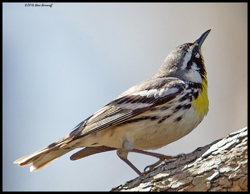 _4SB9895 yellow-throated warbler.jpg